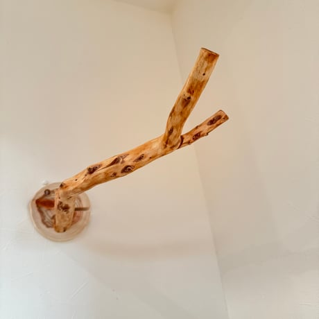 ピノキオの鼻 ⑨