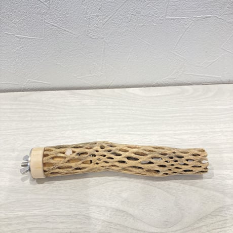 カクタスパーチ極小⑧  直径約2~3cm 長さ15cm