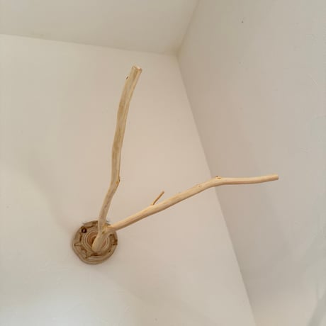 桧のピノキオの鼻 ⑦