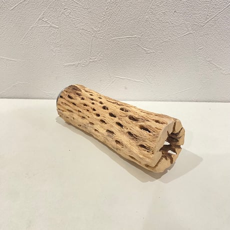 カクタスパーチ(F) 直径約4.5cm/長さ15cm