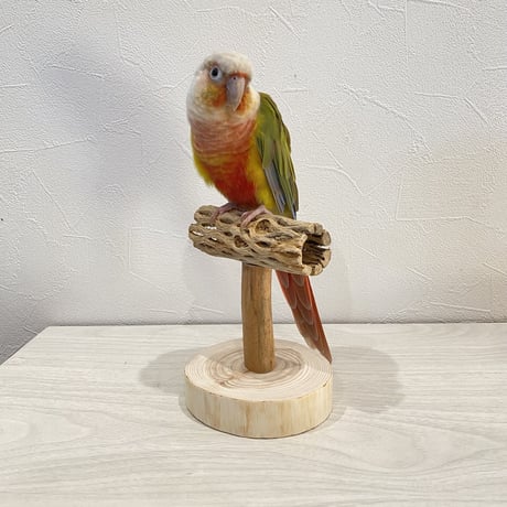 【体重測定用】カクタスのスタンドパーチ①　パーチ長さ10cm／高さ約10cm