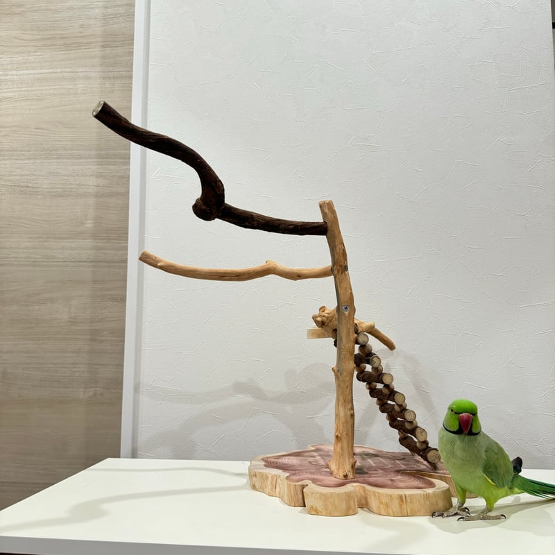 自然木（ツタ・貝塚伊吹）とハシゴのバードアスレチック【インコの