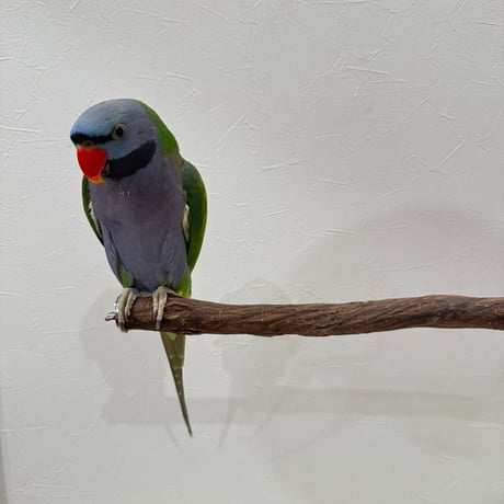 殿様パーチ（自然木ツタ） HOEI465サイズ 直径約2.5cm 中型からシロハラインコまで 【インコ 天然木の止まり木】