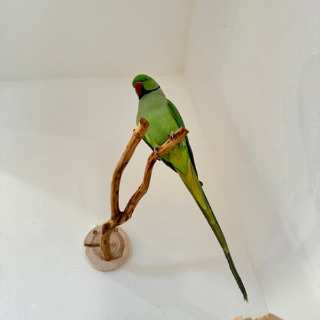 ピノキオの鼻 ②