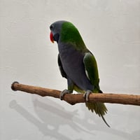 自然木（ツタ）殿様パーチ ②HOEI465 直径約2.0cm/長さ44cm