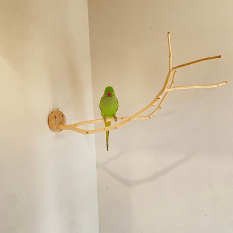 桧のピノキオの鼻 ⑦　【インコ・小鳥のおもちゃ　自然木の止まり木】