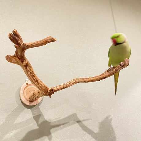 ピノキオの鼻 ⑥ 中型から大型用