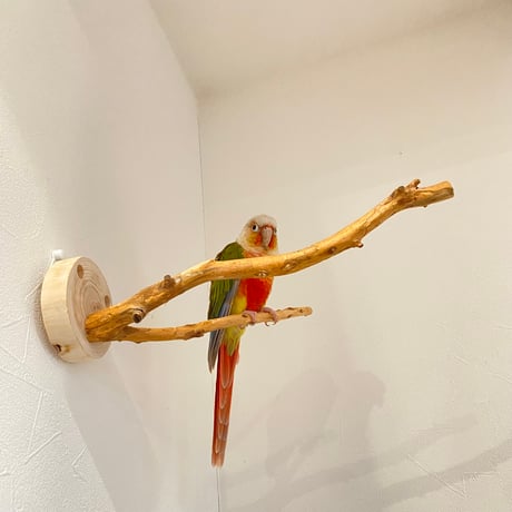 ピノキオの鼻 ③