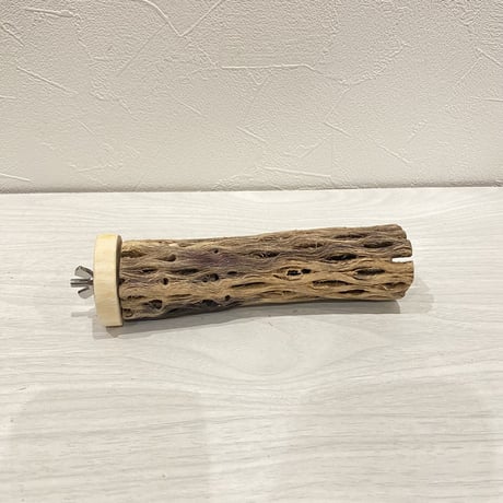 カクタスパーチ【16】小 直径約3-4cm/15cm