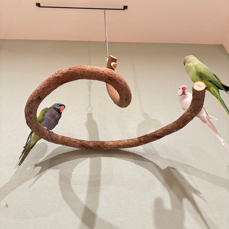 超でかいとぐろちゃんブランコ 【インコのおもちゃ 自然木】 | 自然木