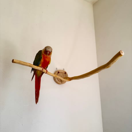 桧のピノキオの鼻 ①