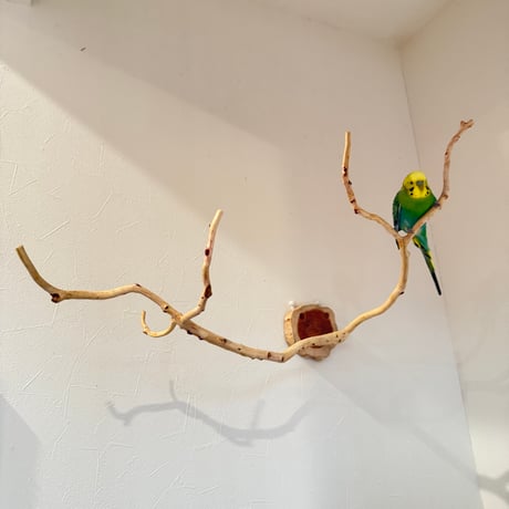 貝塚伊吹のピノキオの鼻 ④ 【自然木 止まり木 パーチ】