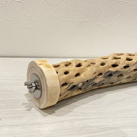 カクタスパーチ⑦ 中直径約5.5cm/20cm
