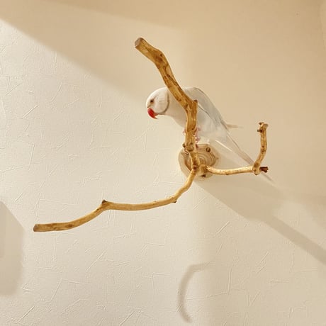 ピノキオの鼻 ⑥