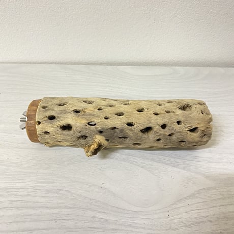 カクタスパーチ⑤ 中サイズ 直径（約5.5cm）長さ/15cm