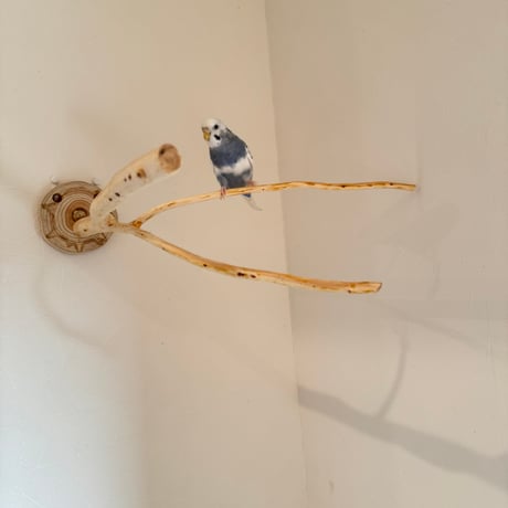 桧のピノキオの鼻 ⑧