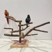 無農薬レモンの木のスタンドパーチ　現品限り  【インコ 自然木 止まり木 】