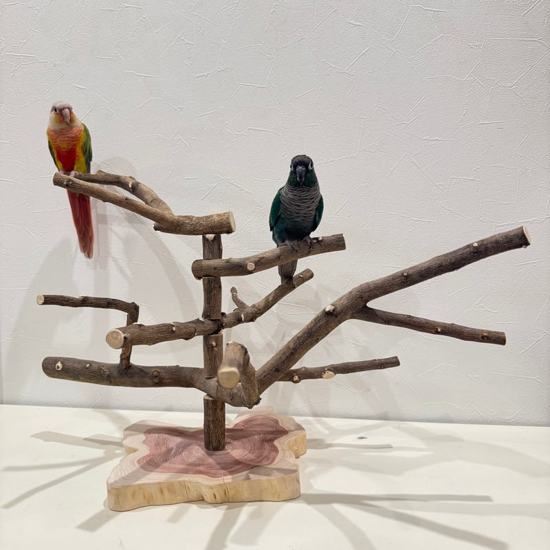 無農薬レモンの木のスタンドパーチ 現品限り 【インコ 自然木 止まり木