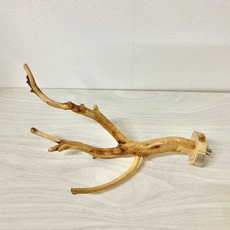 国産カイヅカイブキのパーチ