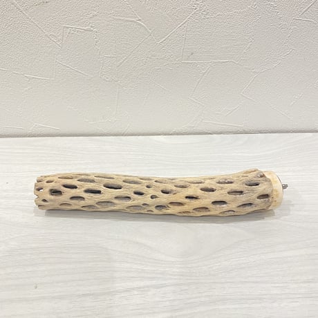 カクタスパーチ③ 小直径約3.5cm/20cm