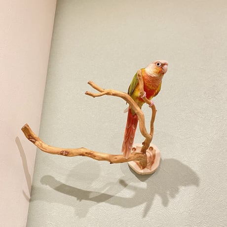 ピノキオの鼻 ①