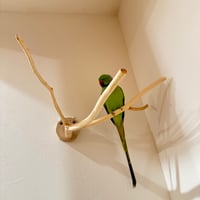 桧のピノキオの鼻 ④  【自然木 天然木 止まり木 インコ オウム】