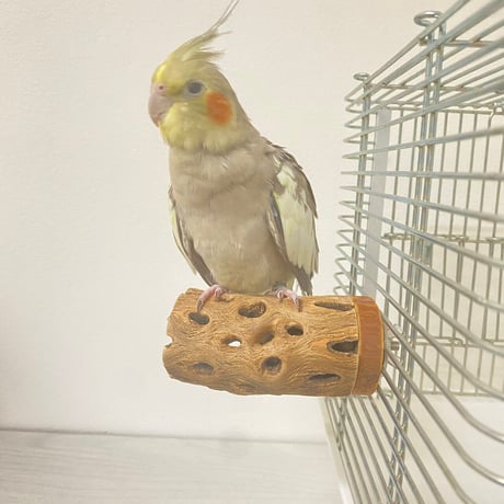 カクタスパーチ中サイズ直径（約5.5cm）／8.5cm ②
