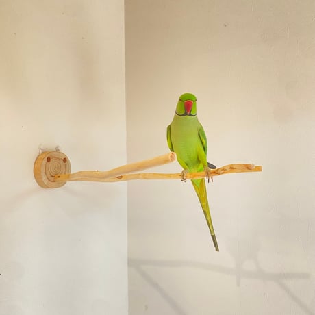 桧のピノキオの鼻 ④【インコ・小鳥のおもちゃ　自然木の止まり木】