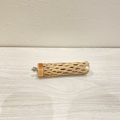 カクタスパーチ⑥ 極小直径2-3cm/10cm