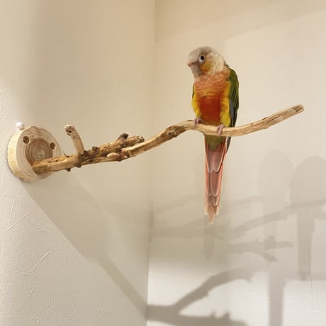 ピノキオの鼻 ③