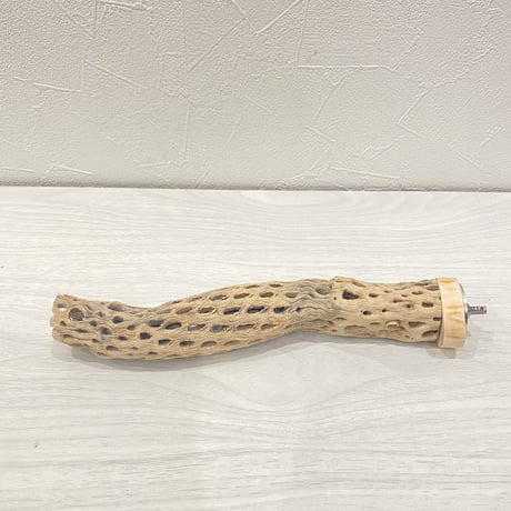カクタスパーチ⑧ 極小直径2-3cm/20cm