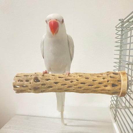 カクタスパーチ中サイズ直径（約5.5cm）／18cm ⑥