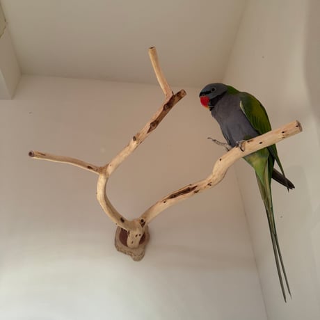 貝塚伊吹のピノキオの鼻 ①【自然木 止まり木 インコのおもちゃ】