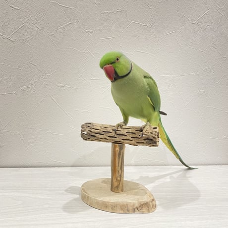 カクタスのスタンドパーチ②　パーチ長さ13.5cm／高さ13.5cm