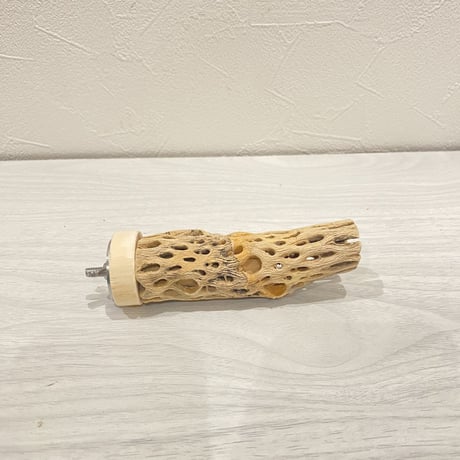 カクタスパーチ⑦  極小 直径3cm前後 長さ10cm