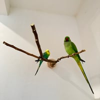 無農薬レモンの木 ピノキオの鼻 ①現品限り【インコ 自然木 止まり木 】