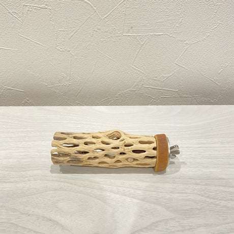 カクタスパーチ⑰ 極小直径2-3cm/10cm