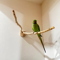 貝塚伊吹のピノキオの鼻② 【インコの止まり木 自然木 天然木】