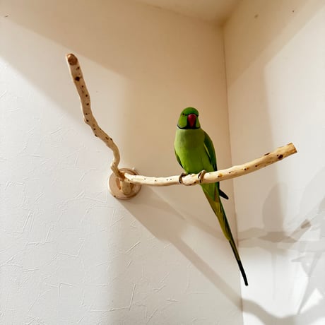 貝塚伊吹のピノキオの鼻② 【インコの止まり木 自然木 天然木】