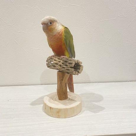 【体重測定用】カクタスのスタンドパーチ⑦　パーチ長さ10cm／高さ約10cm