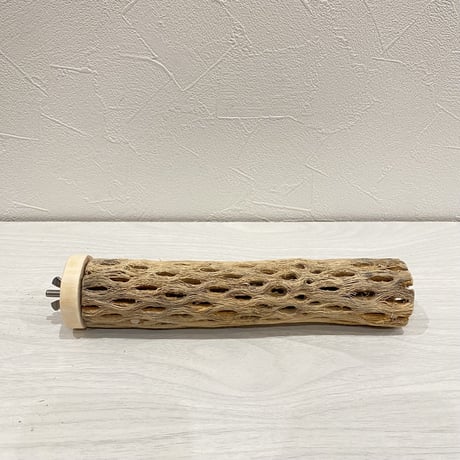 カクタスパーチ【6】小 直径約3-4cm/16cm
