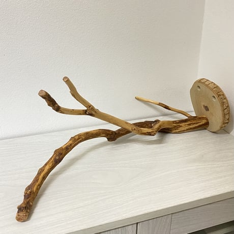 【K様専用】ピノキオの鼻 カクタススタンドパーチ