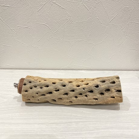 カクタスパーチ⑰ 中 直径約5.5cm/19cm