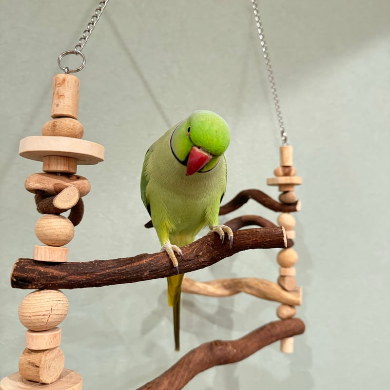 鳥ブランコおまとめ & リメイク Amazon.co.jp ほしい物ランキング: 鳥用ブランコ で、ほしい物