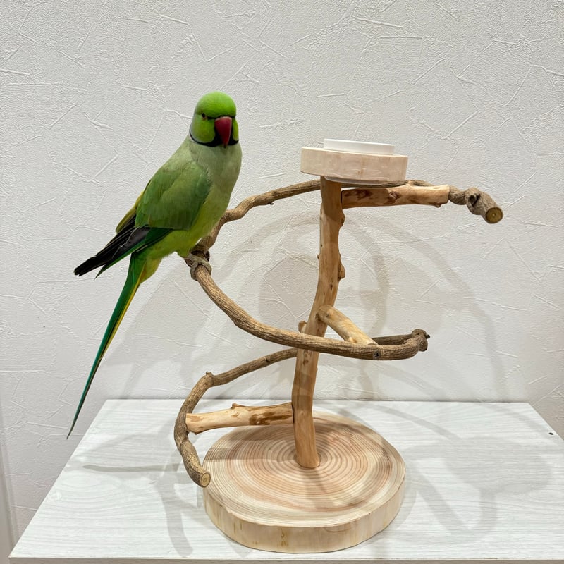 ツタのぐるぐるバードアスレチック【インコのおもちゃ・自然木の
