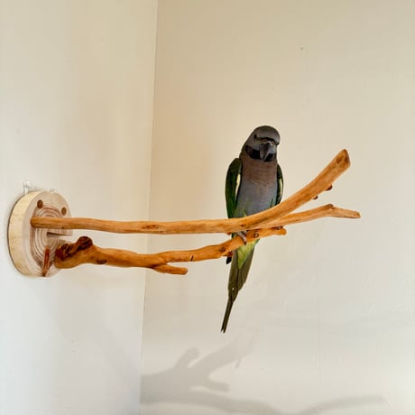 ピノキオの鼻 ⑥お鼻2本