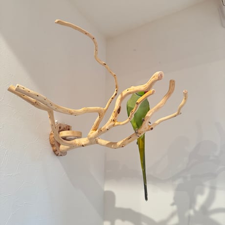 【Ｍ様専用】おやつ入れつきピノキオの鼻 【インコ 止まり木 自然木】