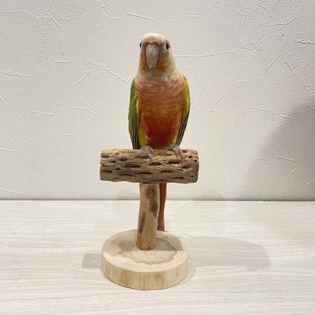 【体重測定用】カクタスのスタンドパーチ⑥  長さ9cm／高さ10cm