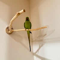 桧のピノキオの鼻 ①  【自然木 天然木 止まり木 インコ オウム】