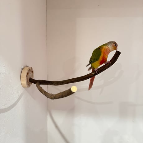 ツタのピノキオの鼻【A】